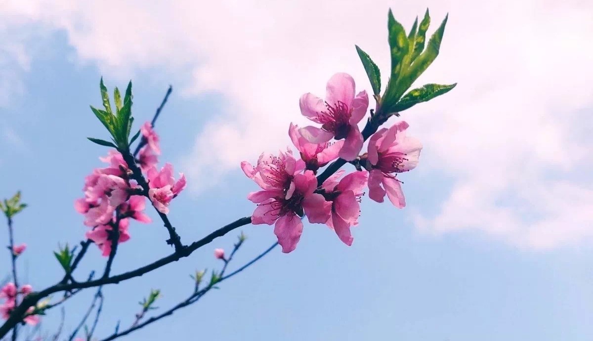 1582890611699868.jpg 春暖花开.jpg